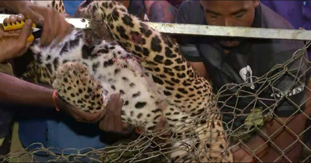 Kerala: Leopard dies of mental shock after getting trapped in chicken coop in Palakkad